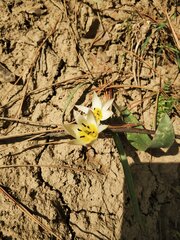 Tulipa bifloriformis