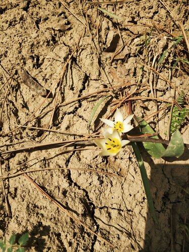 Tulipa bifloriformis, photograph 2