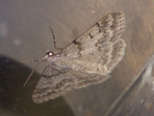 Jersey Emerald