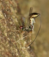 Apocrypta guineensis