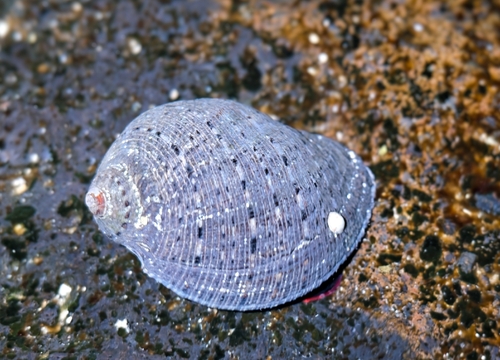 Purpura persica observed 2026-06-13