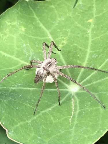 European Nursery Web spider