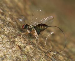 Apocrypta guineensis