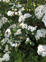 Spiraea × vanhouttei