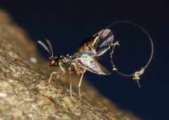 Apocrypta guineensis