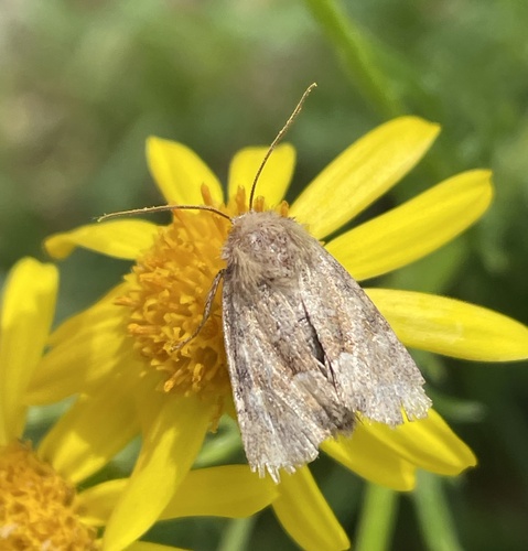 Middle-barred Minor, Takenhofplein, Nijmegen, Gelderland, NL, photo 8 of 10