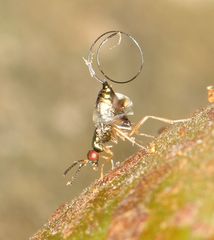 Apocrypta guineensis