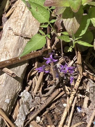 bittersweet nightshade