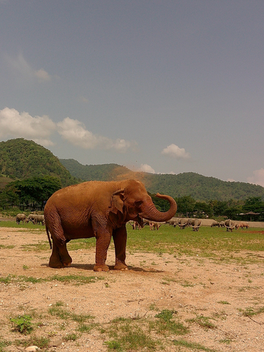 Mainland Asian Elephant