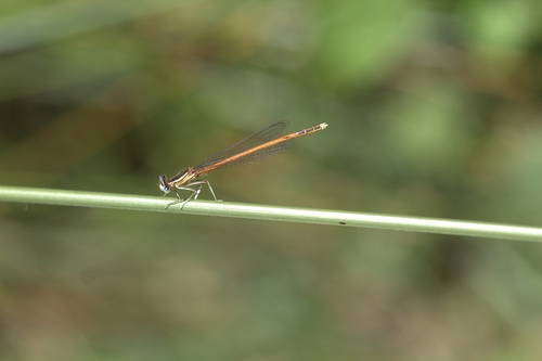 Orange Featherleg