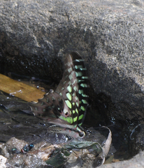 Graphium agamemnon agamemnon