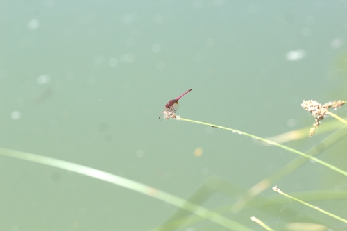 Violet Dropwing