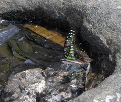 Graphium agamemnon agamemnon