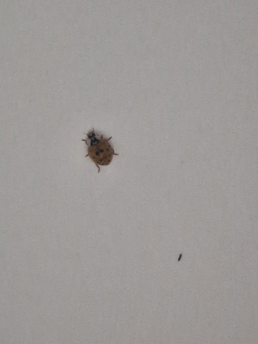 Asian Lady Beetle