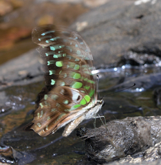 Graphium agamemnon agamemnon