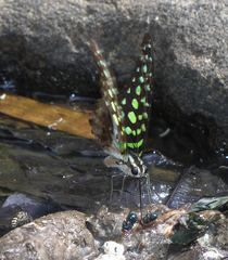 Graphium agamemnon agamemnon