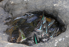 Graphium agamemnon agamemnon