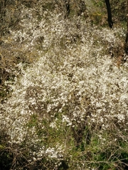 Prunus ursina