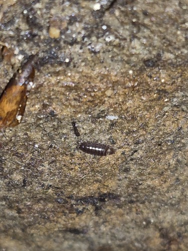 Riparian Woodlouse, Juszczyn, Polska, photo 7 of 10