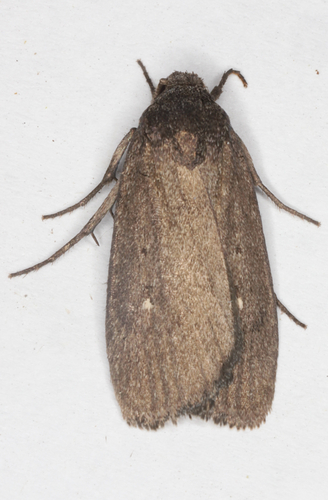 Miranda Moth photo 3