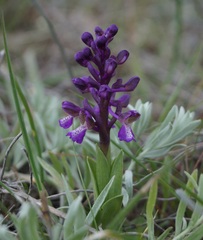 Anacamptis morio caucasica