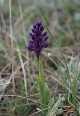 Anacamptis morio caucasica