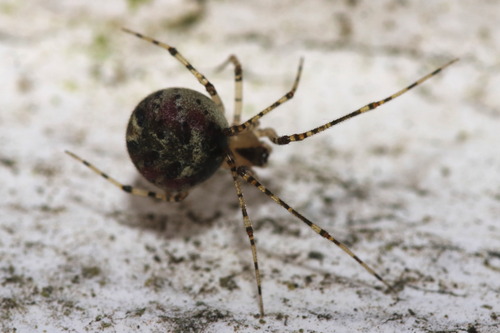 False Pirate Spider