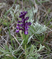 Anacamptis morio caucasica