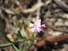 Petrorhagia nanteuilii