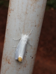 Rupela albina