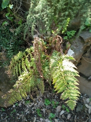 Dryopteris pallida