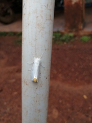 Rupela albina