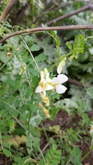 Vicia galeata