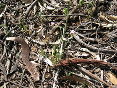 Petrorhagia nanteuilii