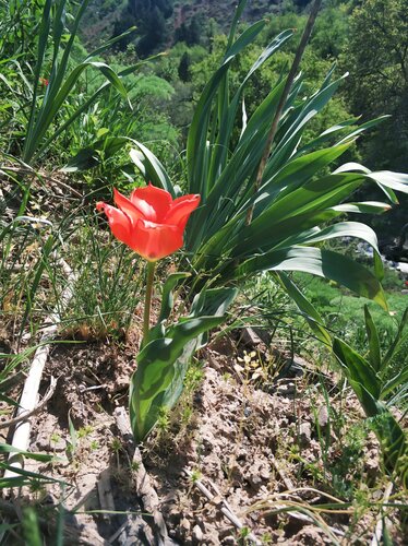 Tulipa greigii, photograph 4
