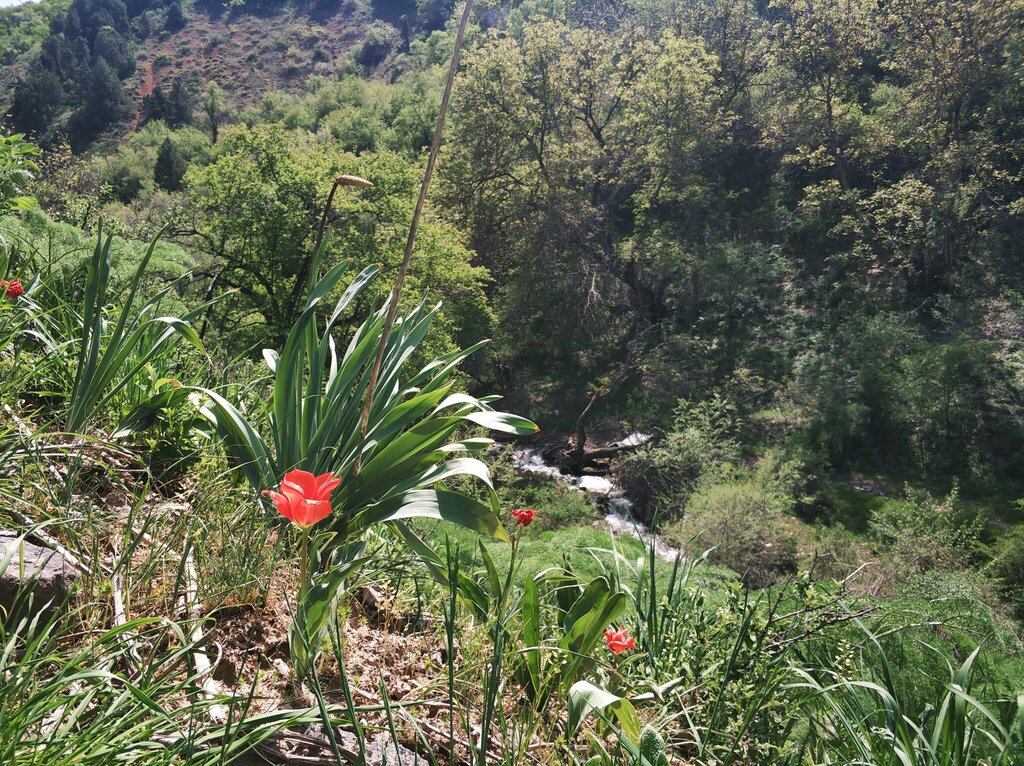 Tulipa greigii; photograph (c) Artem Abdukakharov, some rights reserved (CC BY)