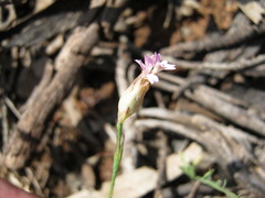 Petrorhagia nanteuilii