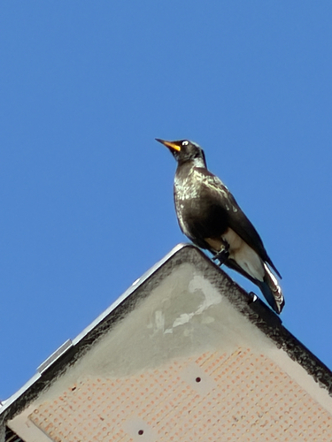 African Pied Starling