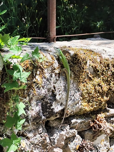 Western Green Lizard