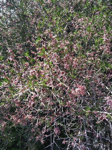 Prunus spinosissima, photograph 1