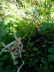 Corydalis triternata