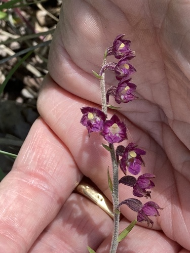 Dark-red Helleborine