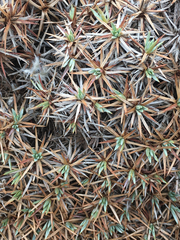 Acantholimon libanoticum