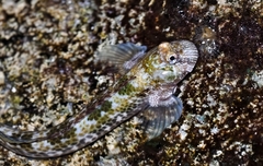 Lemuria Rockskipper photo 2
