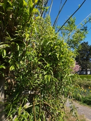 Salix viminalis