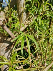 Salix viminalis
