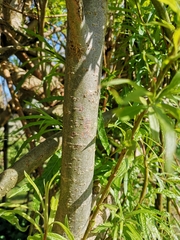 Salix viminalis