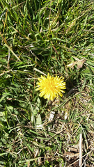 Taraxacum officinale