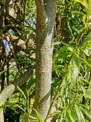 Salix viminalis