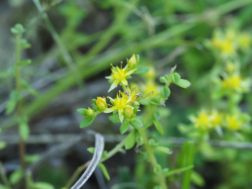 Sedum bulbiferum, photograph 2